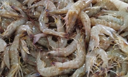  Pesca do camarão fica proibida até o final de abril